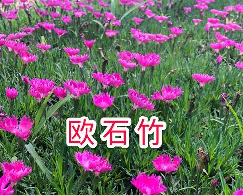 五彩石竹种植知识解析（播种时间和关键要点详解）