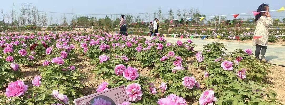 如何种植和养护牡丹花？（从种子到开花，让你轻松成为牡丹花种植专家！）