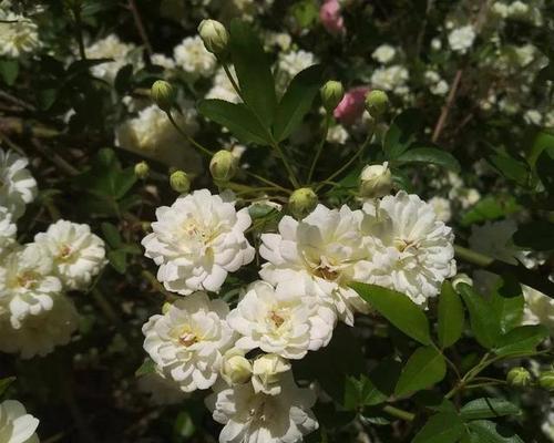 木香花，喜好成长的简单小美人（陶醉于木香的芬芳世界）