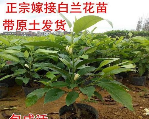 白兰花树的种植技巧（从选择土壤到养护，一步步教您打造完美的白兰花树）