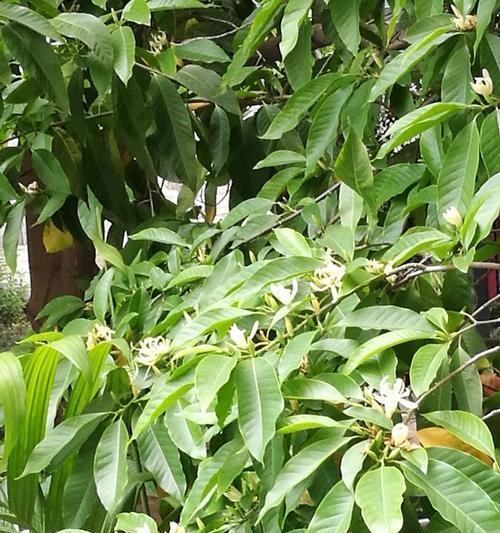 白兰花树的种植技巧（从选择土壤到养护，一步步教您打造完美的白兰花树）