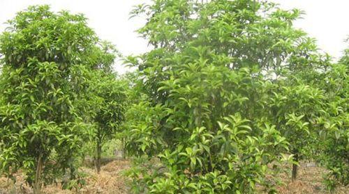 如何种植桂花树苗（从选苗到栽种，轻松打造美丽庭院）