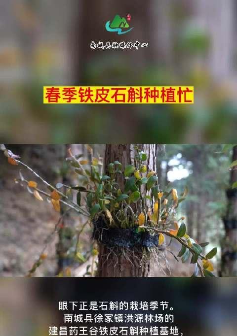 铁皮石斛种植的条件与技巧（如何创造理想的生长环境）