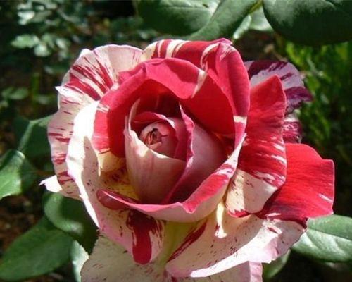 玫瑰与蔷薇（探究玫瑰与蔷薇的形态、花语及栽培）