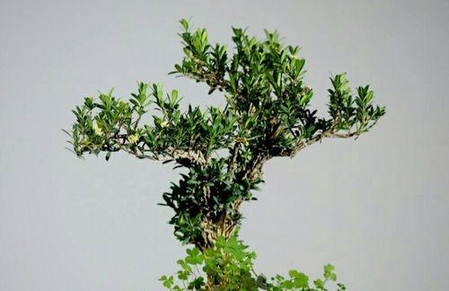 黄杨，一种常见的观赏植物（探索黄杨的多样品种及特性）
