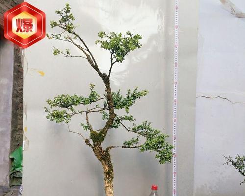 珍珠黄杨盆景的养护技巧（学会这些技巧，让你的珍珠黄杨盆景更加美丽）