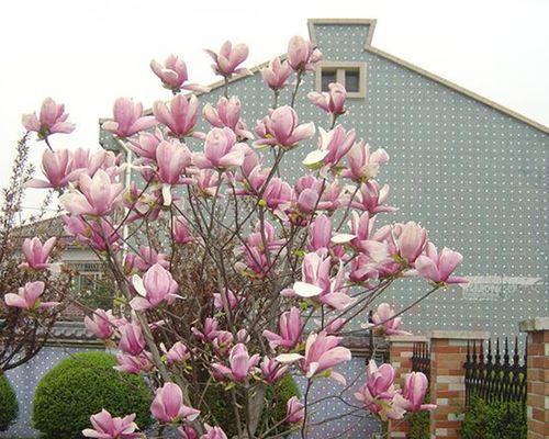 玉兰花树的完美养护（如何打造繁花似锦的玉兰花园）