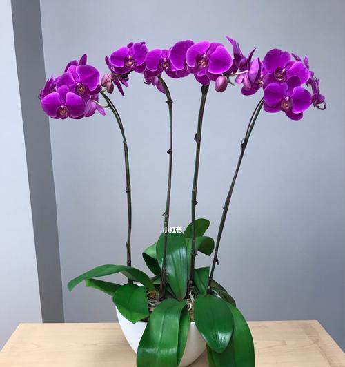 如何选择适合蝴蝶兰生长的盆？（从盆形材质到排水系统，全面了解如何为蝴蝶兰选择合适的盆。）