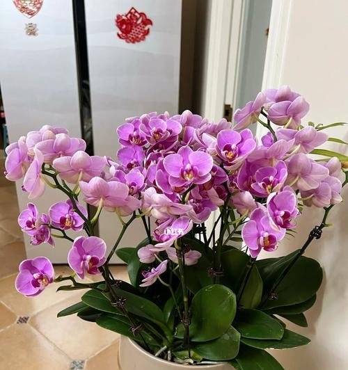 如何选择适合蝴蝶兰生长的盆？（从盆形材质到排水系统，全面了解如何为蝴蝶兰选择合适的盆。）