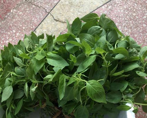荆芥种植的时间和温度（掌握种植技巧，打造丰收好时节）