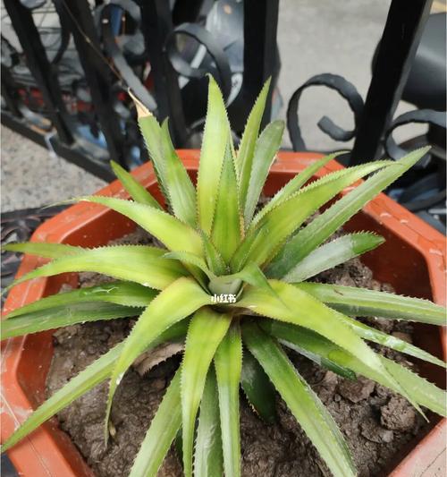 如何种植菠萝头?(全面详解菠萝头的种植及成长过程)