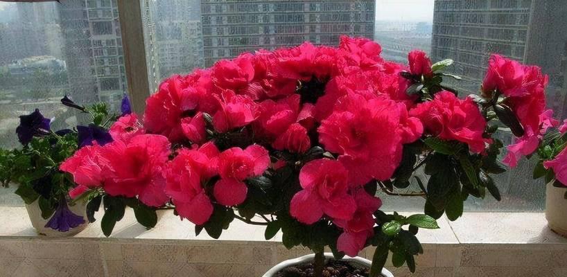 杜鹃花修剪指南（打造美丽的杜鹃花枝）