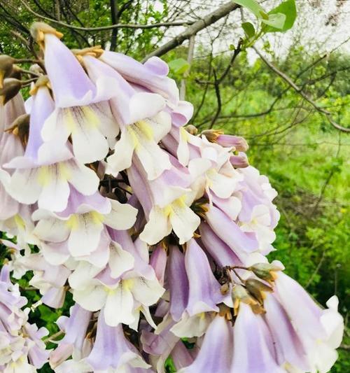 泡桐花的特点（探寻泡桐花的生命之美）