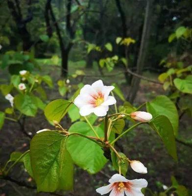 泡桐花的特点（探寻泡桐花的生命之美）