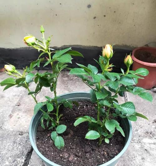 如何盆栽月季花（八个关键点，让你成功盆栽月季花）