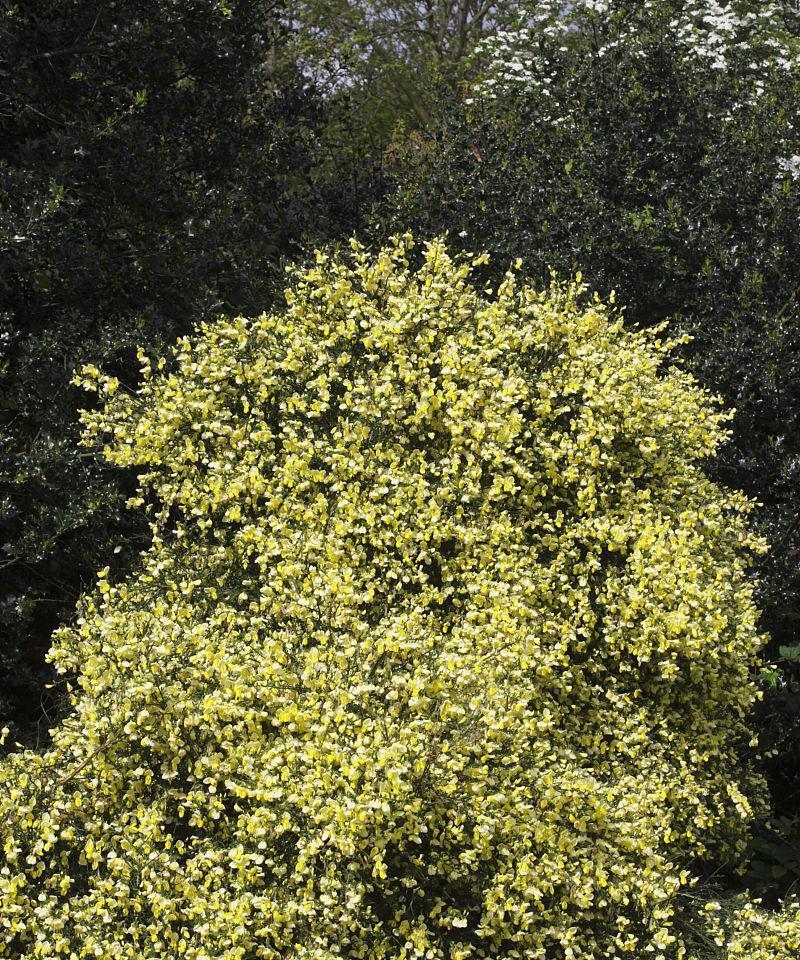 丰富您的园林景观——开花灌木品种（选择适合您园林的开花灌木，打造独特的花园景致）