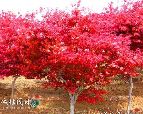 红枫树的种植及养护详解（从选择地点到施肥养护，打造美丽庭院）