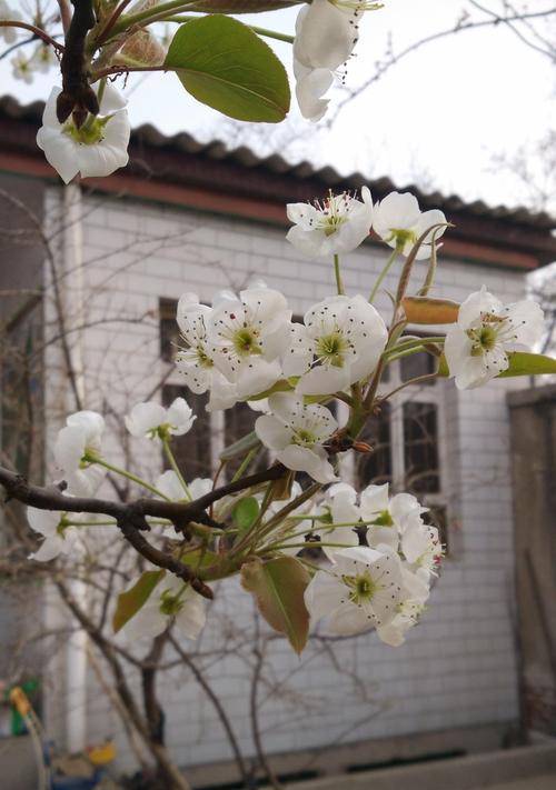 探寻梨花花期之谜（解密梨花开放的时间和花语）