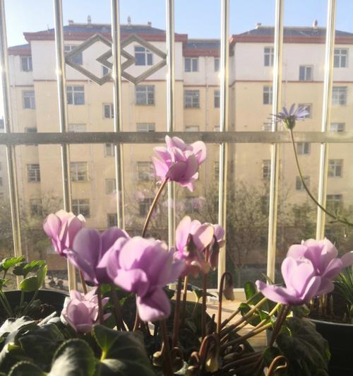 仙客来的花为何耷拉下来？（探究花朵耷拉下来的原因与解决方法）