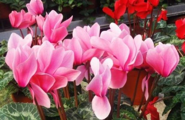 仙客来的花为何耷拉下来？（探究花朵耷拉下来的原因与解决方法）