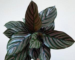 双线竹芋叶子发黄原因与解决方法（打造健康养殖环境，防止双线竹芋叶子发黄）
