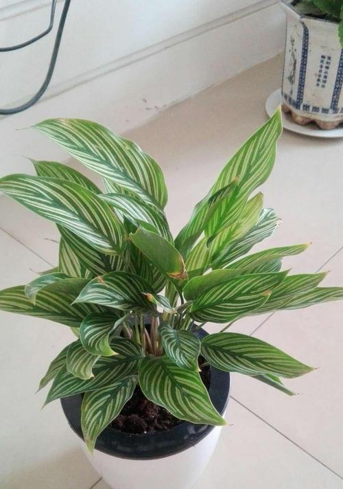 双线竹芋叶子发黄原因与解决方法（打造健康养殖环境，防止双线竹芋叶子发黄）