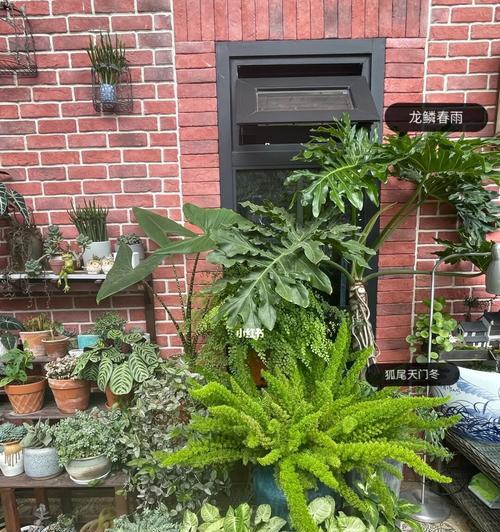室外植物中的好养之选（让你轻松打造绿意盎然的户外空间）