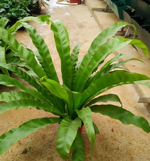 室外植物中的好养之选（让你轻松打造绿意盎然的户外空间）
