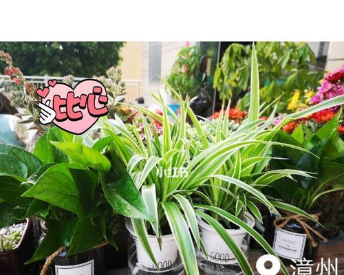 室外植物中的好养之选（让你轻松打造绿意盎然的户外空间）