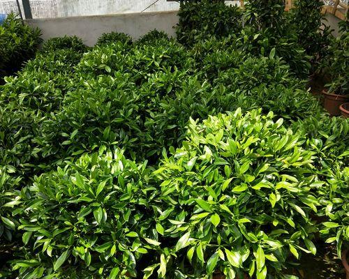 如何正确养护非洲茉莉（打造出美轮美奂的繁花似锦的生长环境）