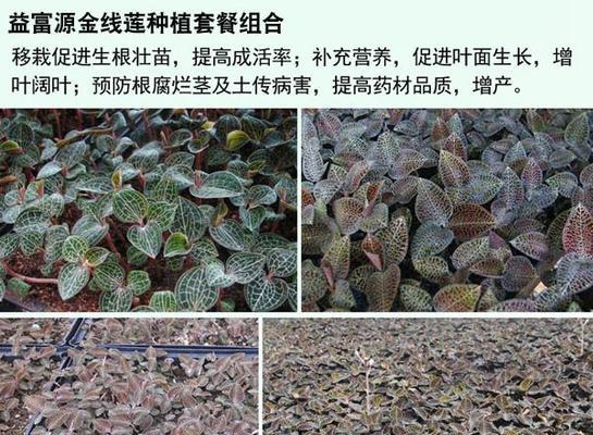金线莲病虫害全解析（常见病虫害及防治方法，打造健康金线莲）