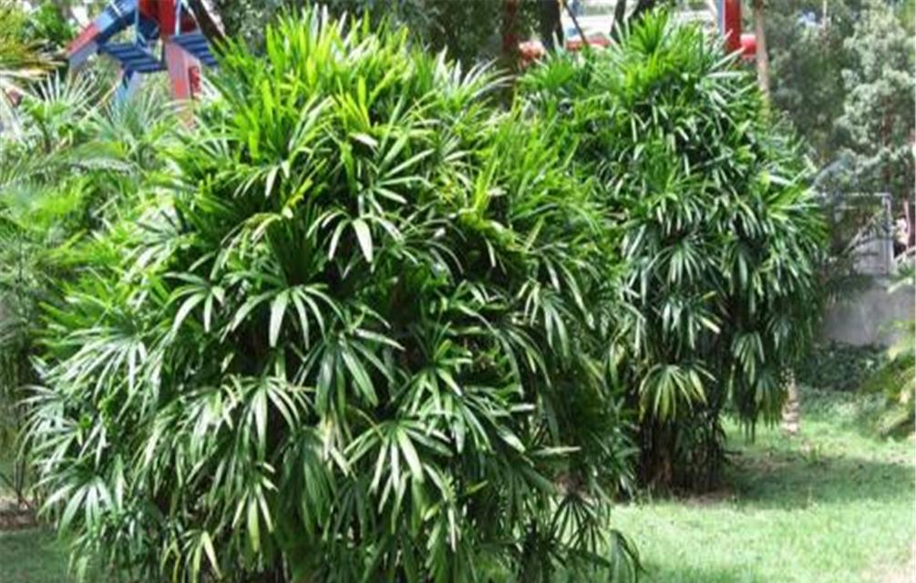 棕竹的养殖方法和注意事项（打造绿色家园的秘诀）