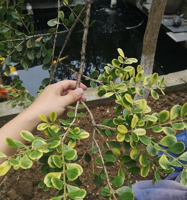 黄杨树的养殖方法与技巧（从选苗到养护，打造美丽庭院的秘诀）