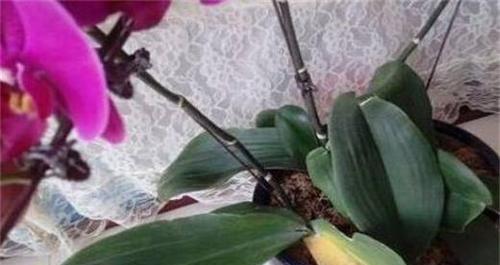 蝴蝶兰的浇水技巧（多长时间浇一次？如何避免浇水过多或过少？）