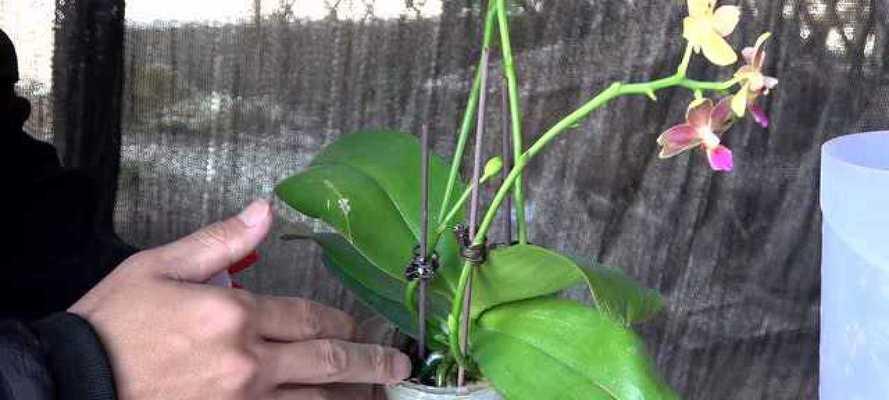 蝴蝶兰的浇水技巧（多长时间浇一次？如何避免浇水过多或过少？）