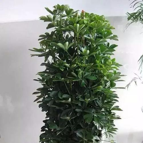 鸭掌树的养殖指南（从选择品种到日常管理，全面了解鸭掌树的养殖要点）