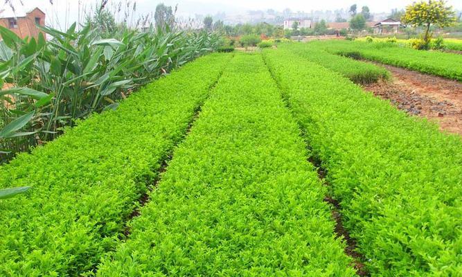 怎样种植连翘？（从选种到出苗全面介绍，初学者必看。）