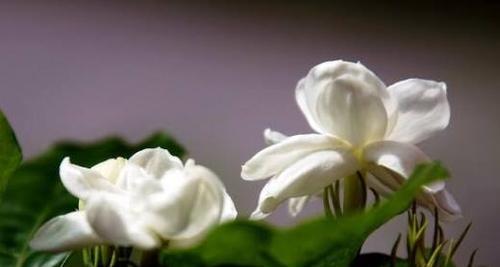 探究茉莉花所代表的含义（探究茉莉花所代表的含义）