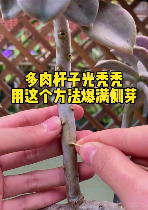 如何让多肉爆侧芽（掌握这些技巧，让你的多肉植物更加丰满）