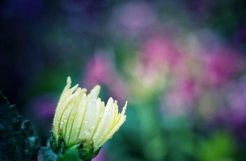 菊花黄叶原因分析（导致菊花黄叶的常见原因及预防方法）