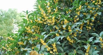 如何成功栽培和管理桂花树（技术和方法详解，让您轻松成为桂花树专家）
