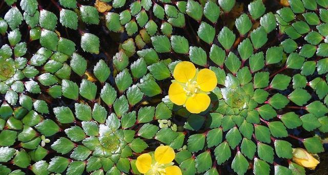 探究水中植物的美妙世界（发现水生植物的种类、特点及其生长环境）