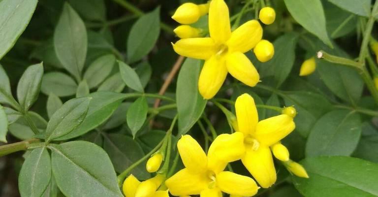 探春花养护指南（一步步教你如何打理探春花，让它绽放出最美丽的花朵）