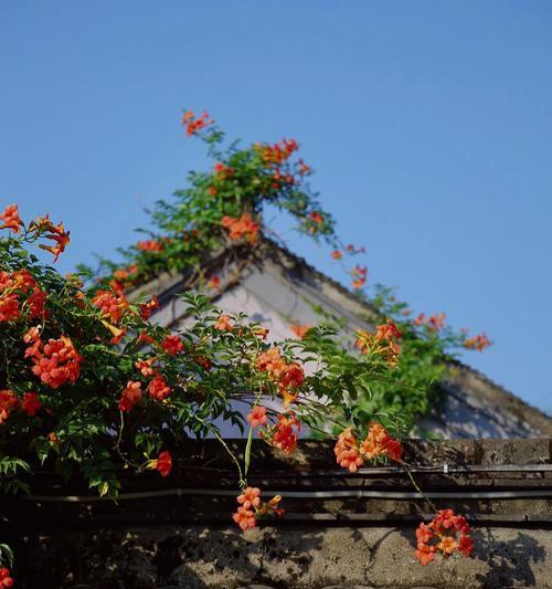 盛夏花开（探寻夏日花海，领略大自然的美好）