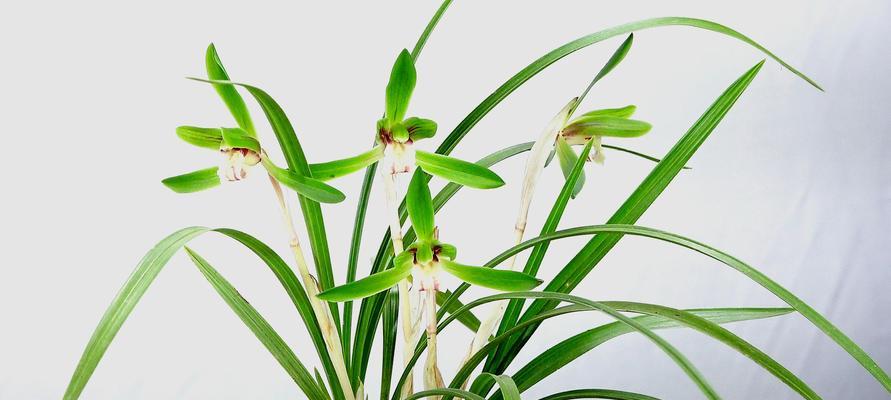 如何养护兰花——从种植到花期的全过程（打造你的私人兰花园-兰花种植技巧与注意事项）