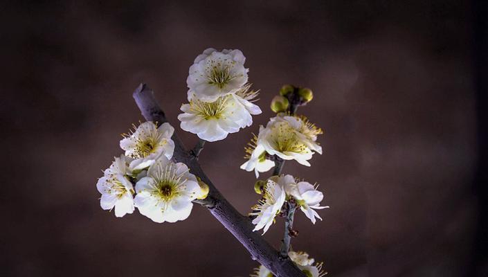 干枝梅放水里开花的方法（放水多久能让干枝梅开花？）