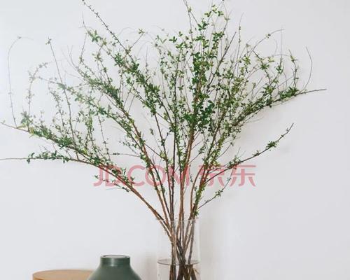 干枝梅放水里开花的方法（放水多久能让干枝梅开花？）