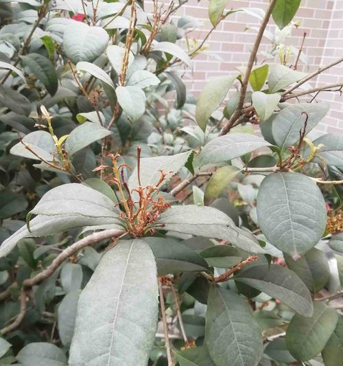 桂花常见病害及防治方法（认识桂花的8种病害及预防措施）