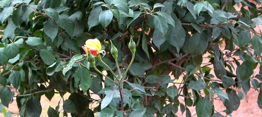 如何种植健康的月季花？（月季花种植方法和注意事项）