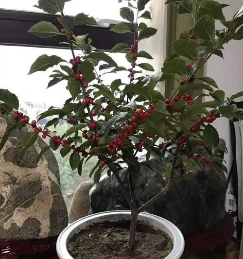 如何成功种植冬青？（学会5个冬青养殖技巧，让你的花园更美！）